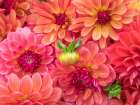Washington State-Sammamish Dahlia flower design and patterns Art Print